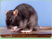 rat control Thurrock